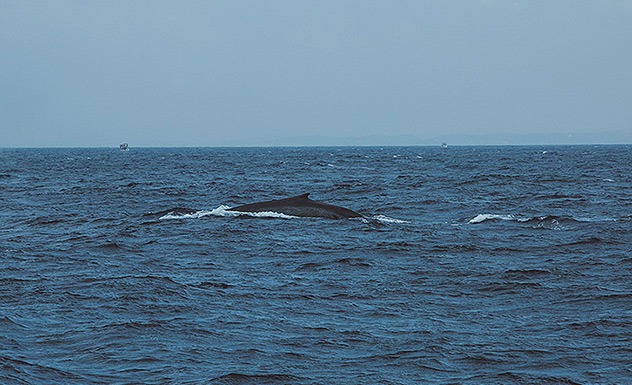 Overnight whale watching - Experience - Sri Lanka In Style